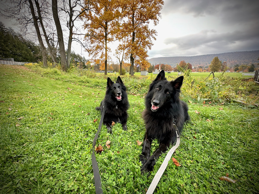 Deux chiens de berger belges au Musée militaire de Pennsylvanie.